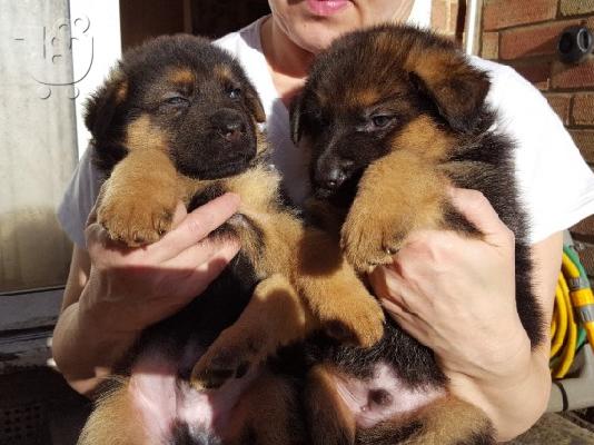 Boy German Shepards Έτοιμο